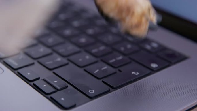 狗狗用它的爪子按笔记本电脑键盘按钮，侧视图，近距离。