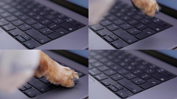 狗狗用它的爪子按笔记本电脑键盘按钮，侧视图，近距离。