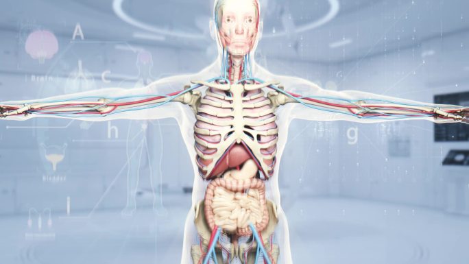 人体模型 医疗人体器官展示 科技