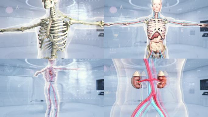 人体模型 医疗人体器官展示 科技