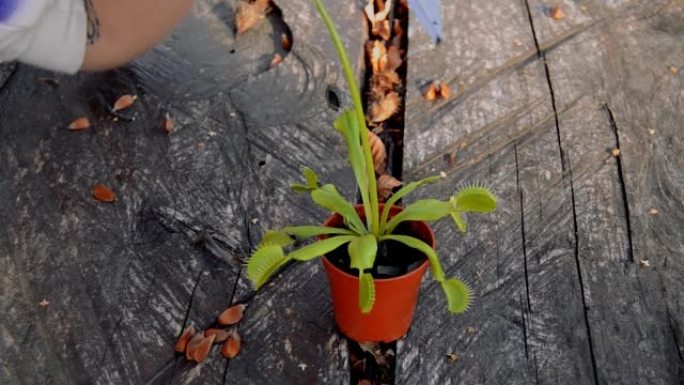 照顾捕蝇草植物