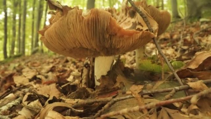 蘑菇在树林中生长