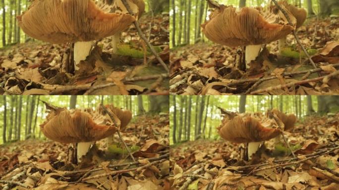 蘑菇在树林中生长