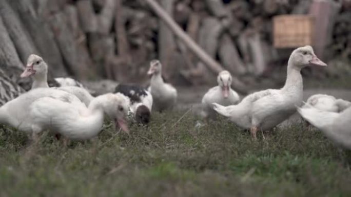 在当地农场以绿草为食的白色农场鸭
