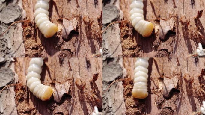 树皮甲虫幼虫的特写镜头