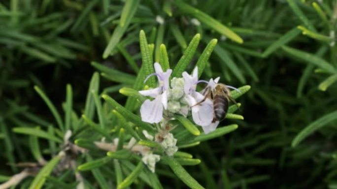 蜜蜂从迷迭香灌木花中收集花蜜的镜头 (Salvia rosmarinus)