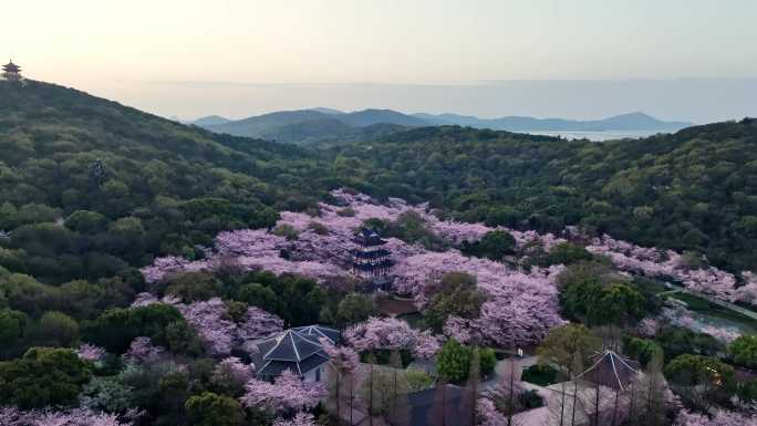 无锡鼋头渚樱花23年最新4K航拍大场景