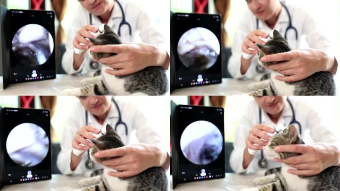 兽医在兽医诊所用数字耳镜检查猫耳朵