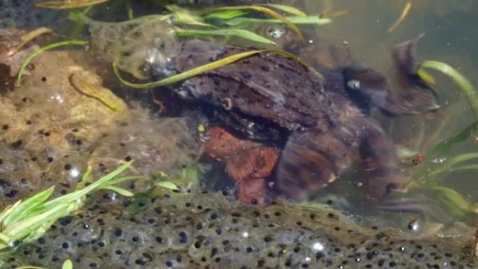 普通蛙 (Rana temporaria) 的三个标本，也被称为欧洲普通蛙，在带有山蛙卵的池塘中。复