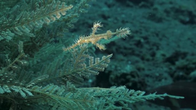 一只幽灵管道鱼伪装在水肺潜水员水下灯光照亮的海洋植被上。海洋动物研究
