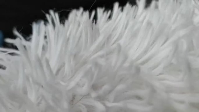 白色羽毛视频拍摄从5厘米远离快速移动