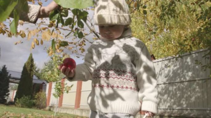 秋天，小男孩和他的祖母在乡间别墅的草坪上收集从苹果树上掉下来的苹果