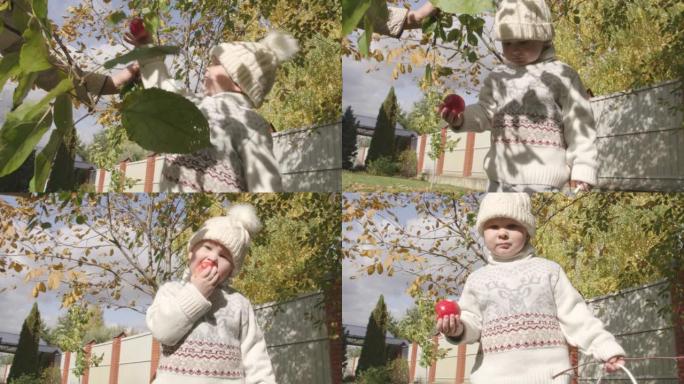 秋天，小男孩和他的祖母在乡间别墅的草坪上收集从苹果树上掉下来的苹果
