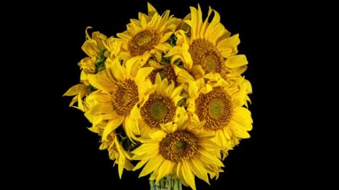 黄色向日葵花束在黑色背景上随时间推移盛开。花概念。