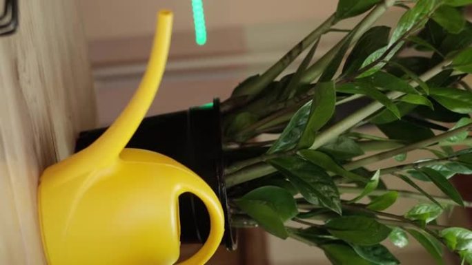 在一张木制桌子上有一个黄色的喷壶，用于浇灌植物和灰色花盆中的zalioculcas花，相机缓慢向上移