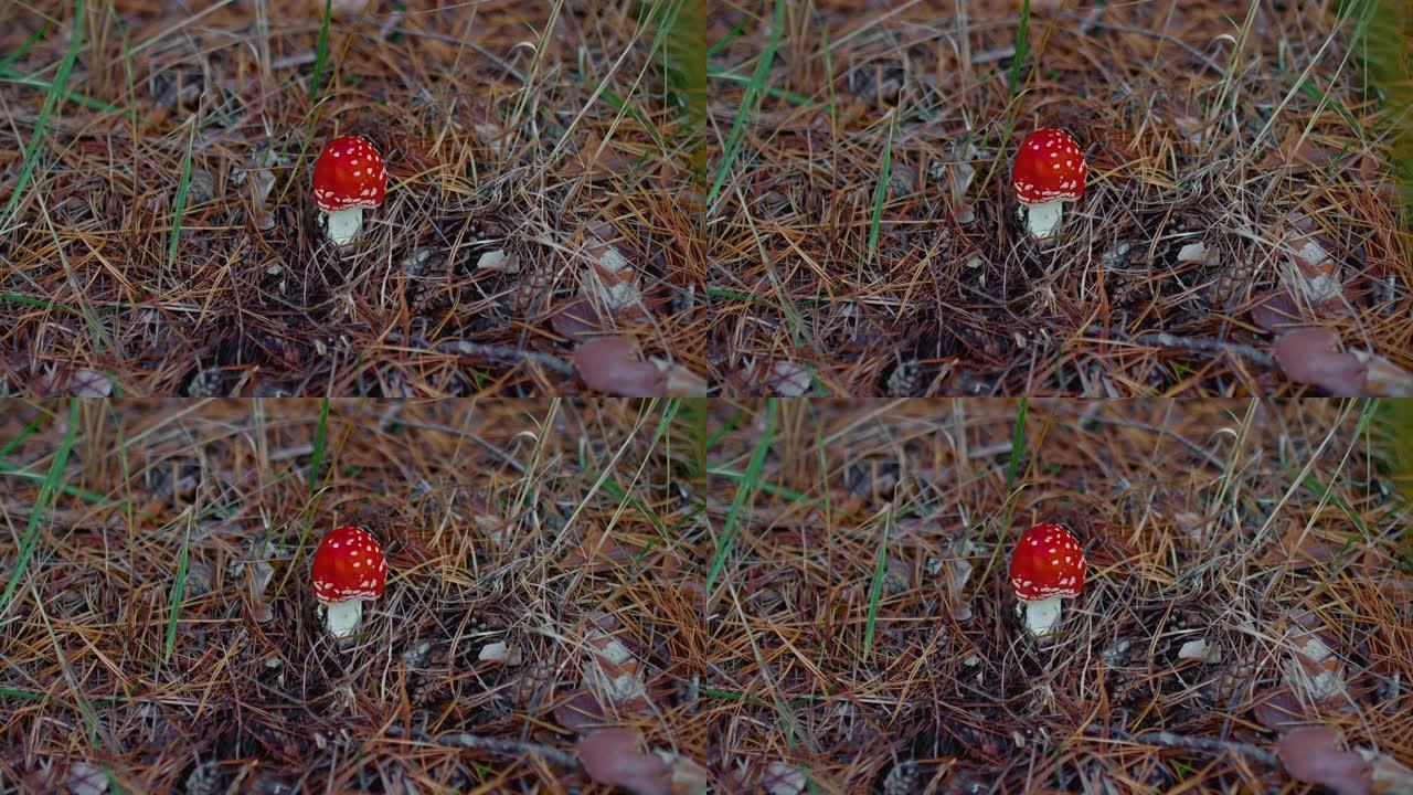 森林里不透明的蘑菇，红帽子上有白点。在松林里飞木耳，毒蘑菇，松针。美丽的蘑菇，森林里危险的植物。4k