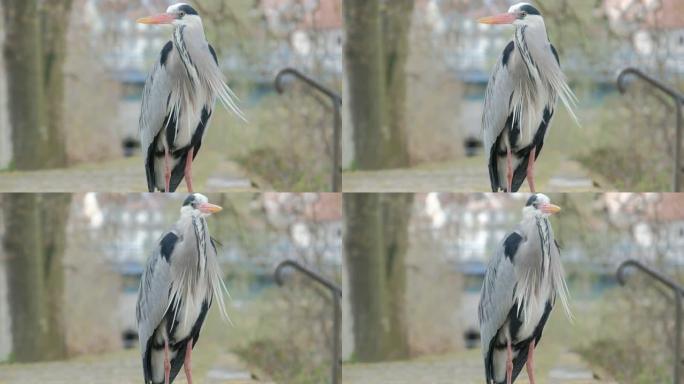 特写4k镜头，一只美丽的灰黑苍鹭在大风天站在公园里