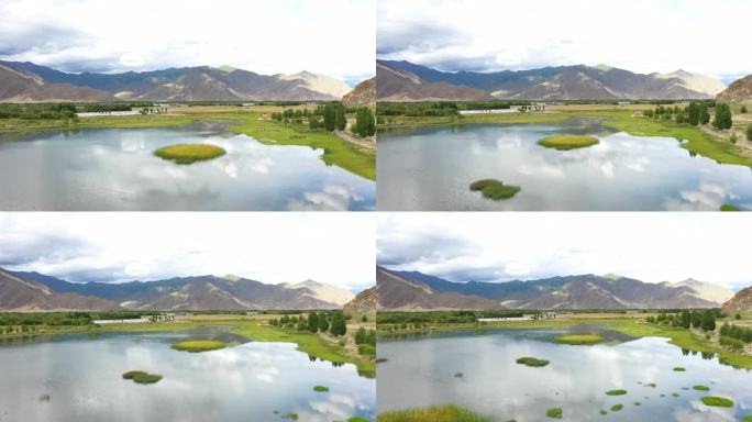 湖中野草 湖中长草 风吹湖面优质生态环境