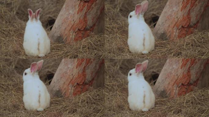 白兔坐在农场的干草上