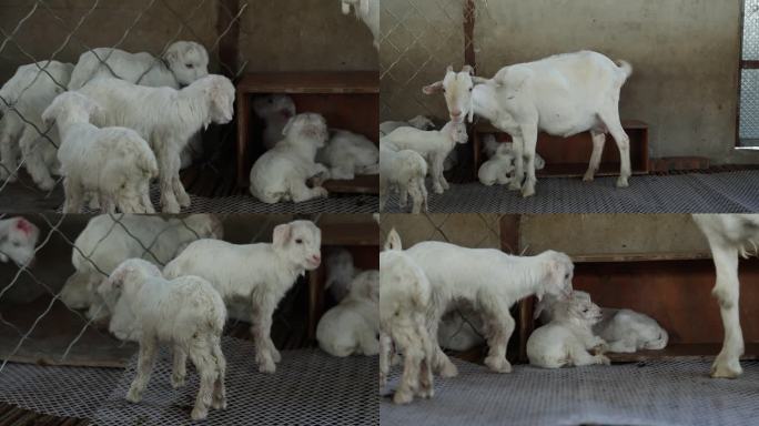 山羊 母羊和羔羊 两日龄羔羊 病羊 拉稀