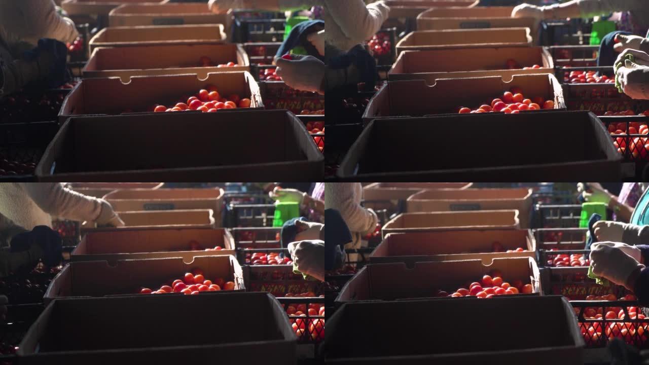 农民将红色西红柿按质量分类成盒子。