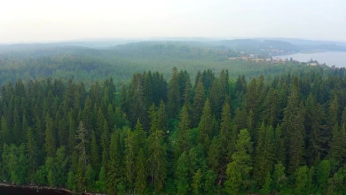 雾蒙蒙的森林中的树顶，雾蒙蒙的针叶林。阴天的绿色针叶林。宁静的自然景观，无人机的鸟瞰图
