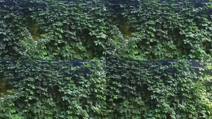绿色少女葡萄爬上旧混凝土墙