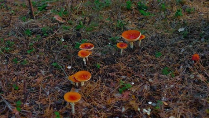 Amanitas生长在森林的边缘。用红色帽子飞木耳，危及生命的蘑菇。森林林间空地，落叶和云杉针，蘑菇