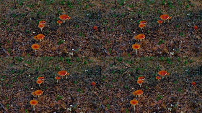 Amanitas生长在森林的边缘。用红色帽子飞木耳，危及生命的蘑菇。森林林间空地，落叶和云杉针，蘑菇
