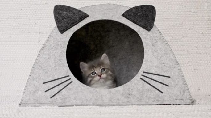猫屋里的灰色小猫。有趣的条纹猫躲藏起来。可爱的猫宠物的概念。