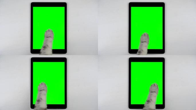 英国灰色猫爪在平板电脑的屏幕上点击。这只猫正在使用带有绿色屏幕的平板电脑。4k