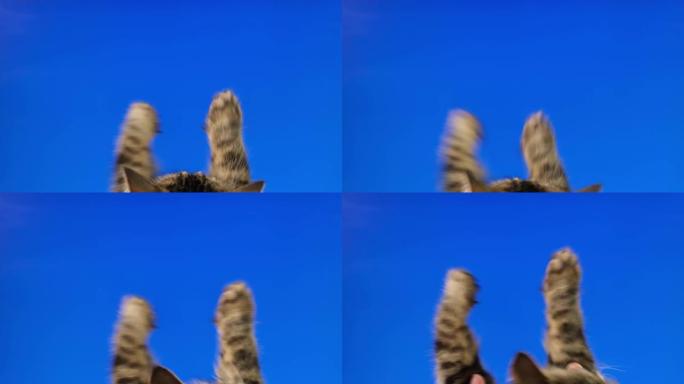 猫爪触摸、点击和在chromakey蓝屏上滑动。灰色虎斑猫使用电话。特写。素材包。用于智能手机、平板