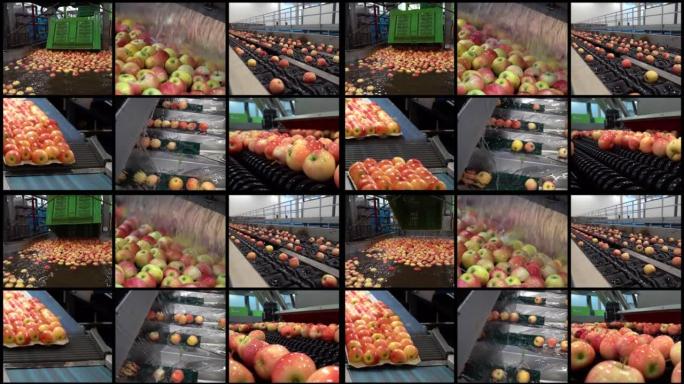 苹果在大型水果包装厂的接收和处理之前分配给市场-多屏幕视频