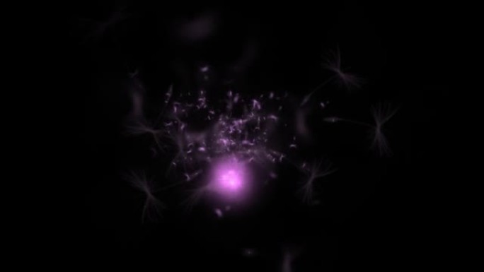 黑暗背景上的蒲公英粉扑颗粒闪烁紫色光的4K 3D动画