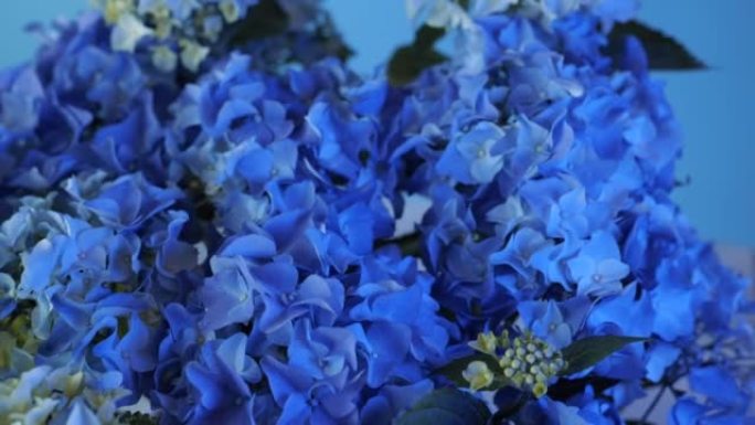 美丽的蓝色绣球花或Hortensia花，特写视图