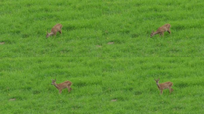 Ro鹿，Capreolus Capreolus，母鹿在草地上觅食并环顾四周。野生动物ro鹿，橙色毛皮