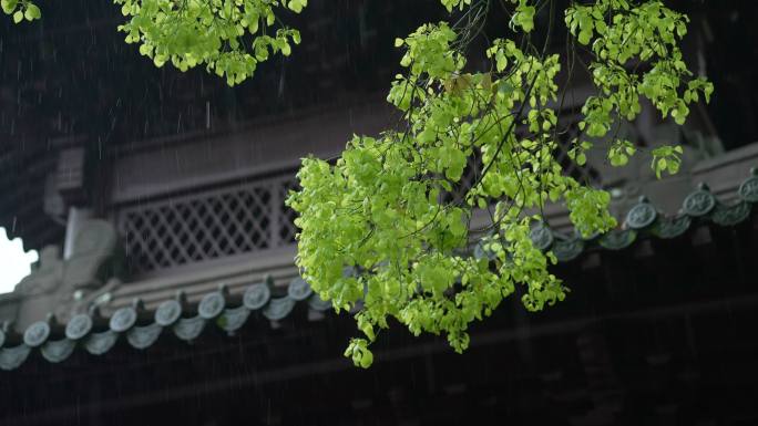 杭州钱王祠春天清明节雨天古建筑自然唯美
