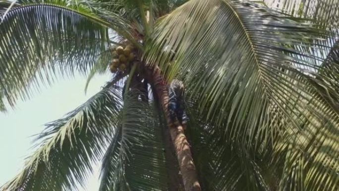 椰子农夫清理椰子叶，以4k拍摄