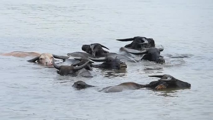 一群水牛在海边的河里沐浴