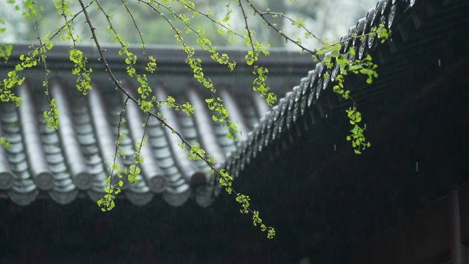 杭州钱王祠春季清明节雨天古建筑自然唯美