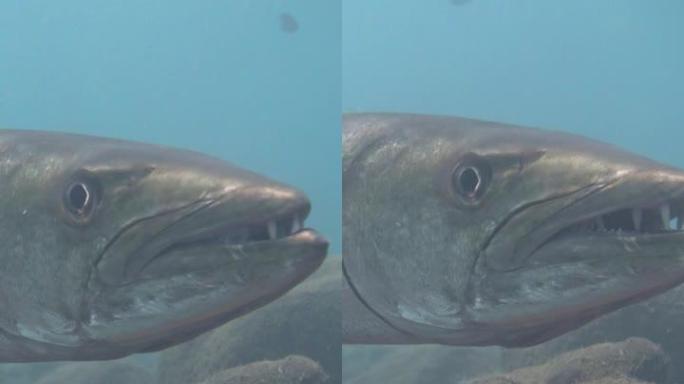 大梭鱼 (Sphyraena barracuda) 悬停的垂直视频，从侧面