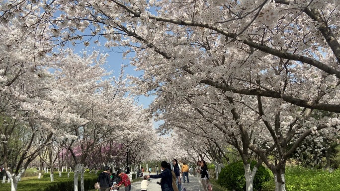 樱花飘落