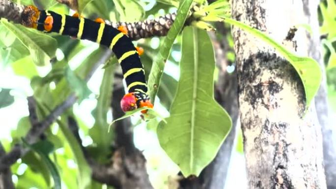 蚯蚓吃一片叶子，黑色和黄色条纹的毛毛虫，素馨花角蛾pseudosph tetrio