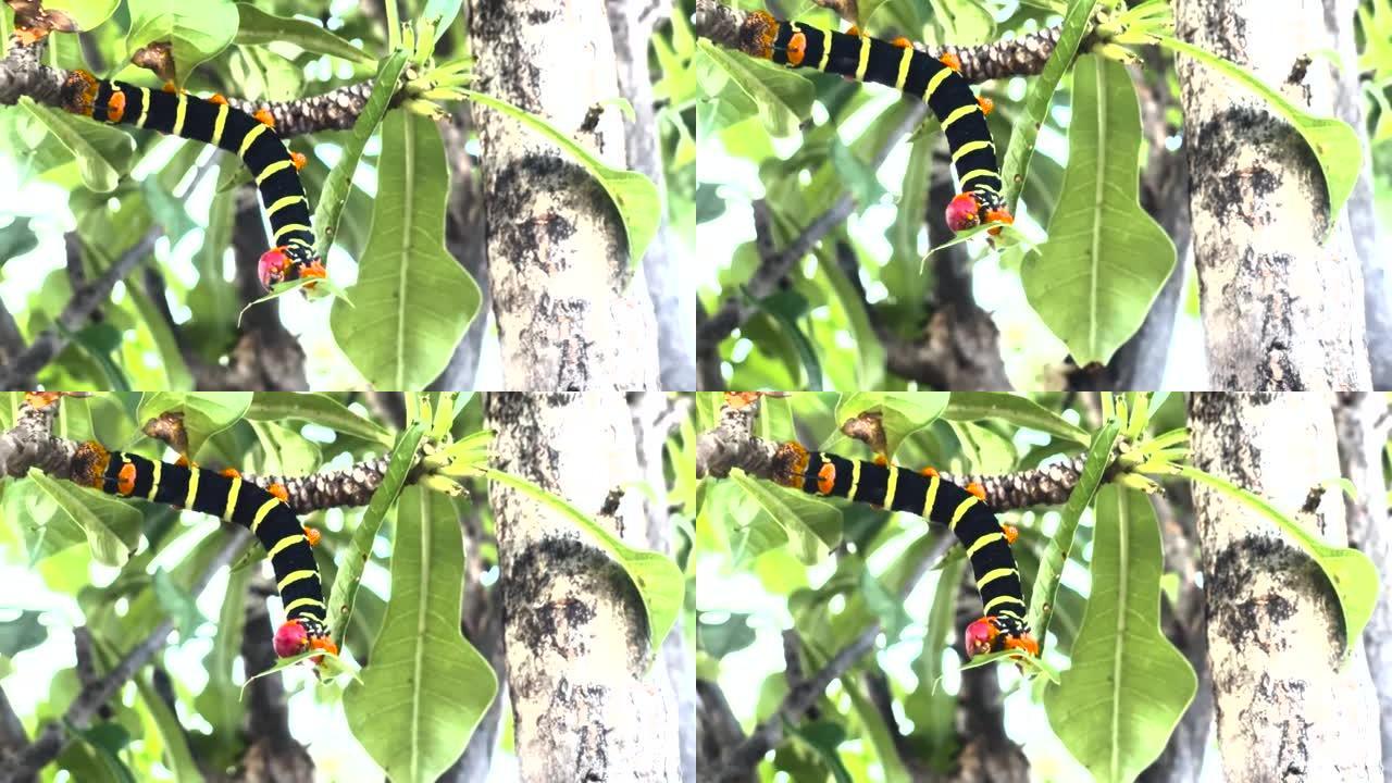 蚯蚓吃一片叶子，黑色和黄色条纹的毛毛虫，素馨花角蛾pseudosph tetrio