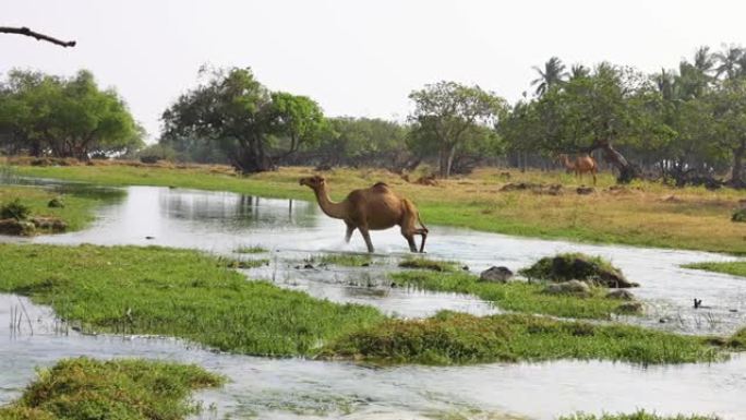 骆驼在萨拉拉附近的阿曼Dhofar地区的Wadi Darbat漫游