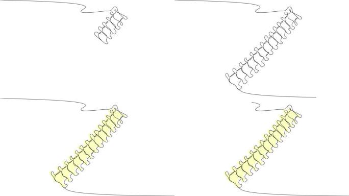 在白色屏幕上的一条线中自画脊柱。