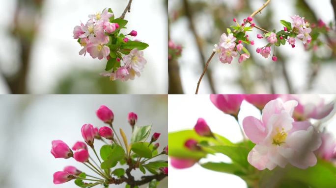 春天花开 唯美海棠花