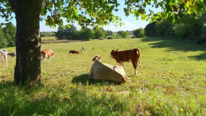 在草地上，母牛和小牛躺在阳光下