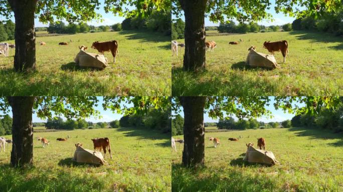 在草地上，母牛和小牛躺在阳光下