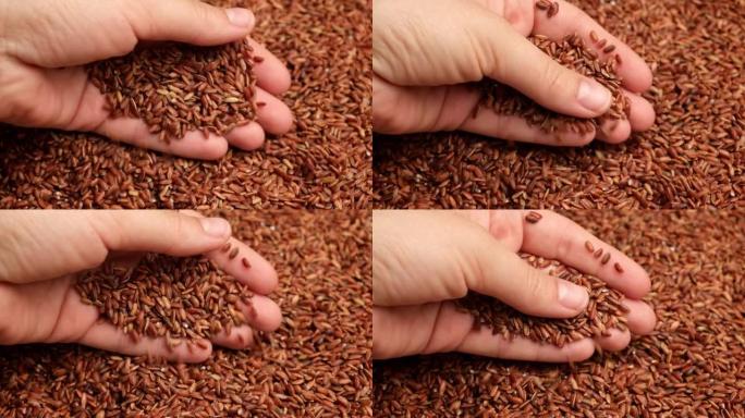 一把干红米。人手中的长糙米。特写。谷物掉落倒了一堆。世界危机，出口，进口。收获问题，制裁。价格上涨和